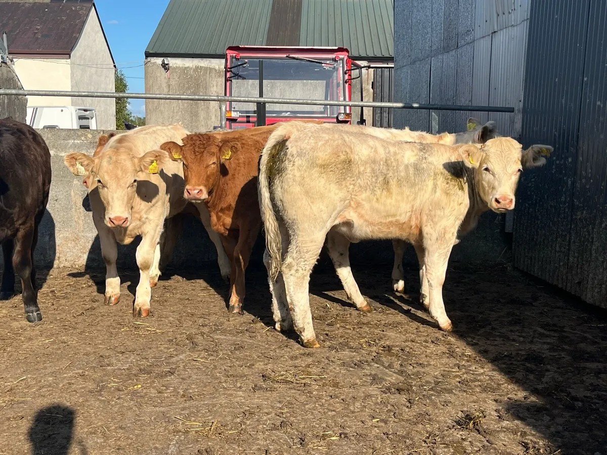Six Store Heifers - Image 4