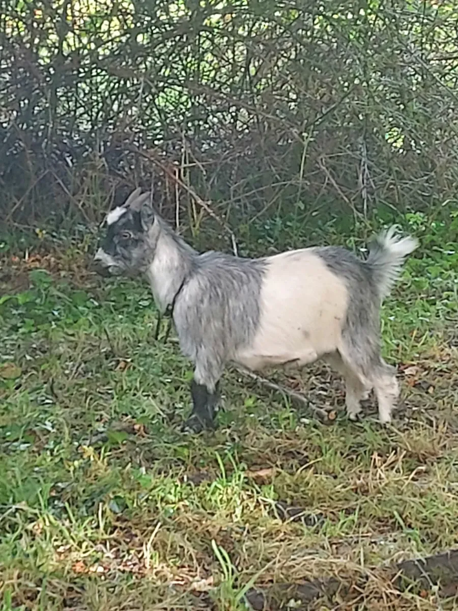 Pygmy - Image 2