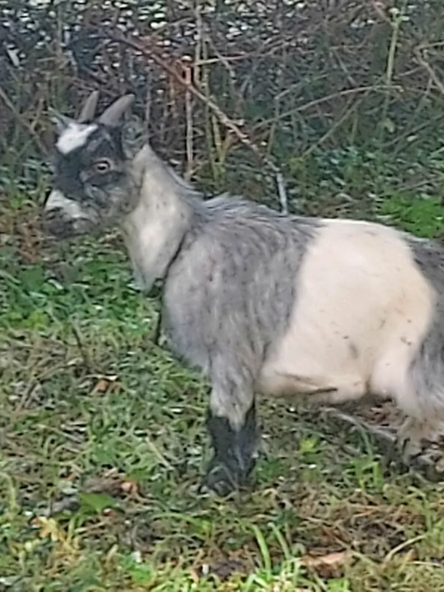 Pygmy - Image 1