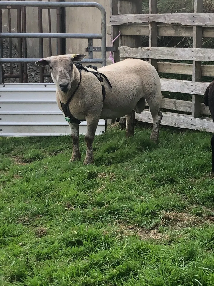 Ram lambs - Image 1