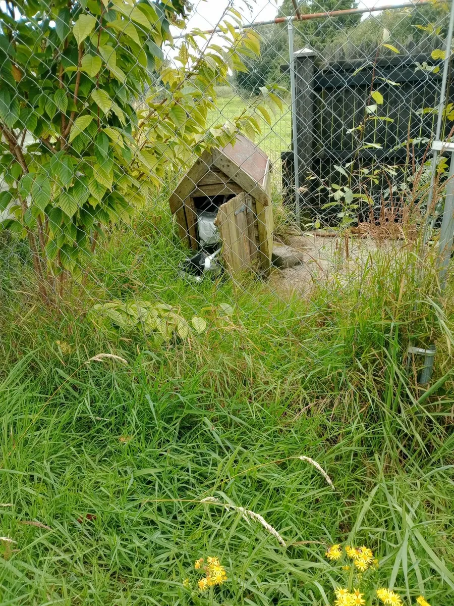 Dog Enclosure & dog box - Image 2