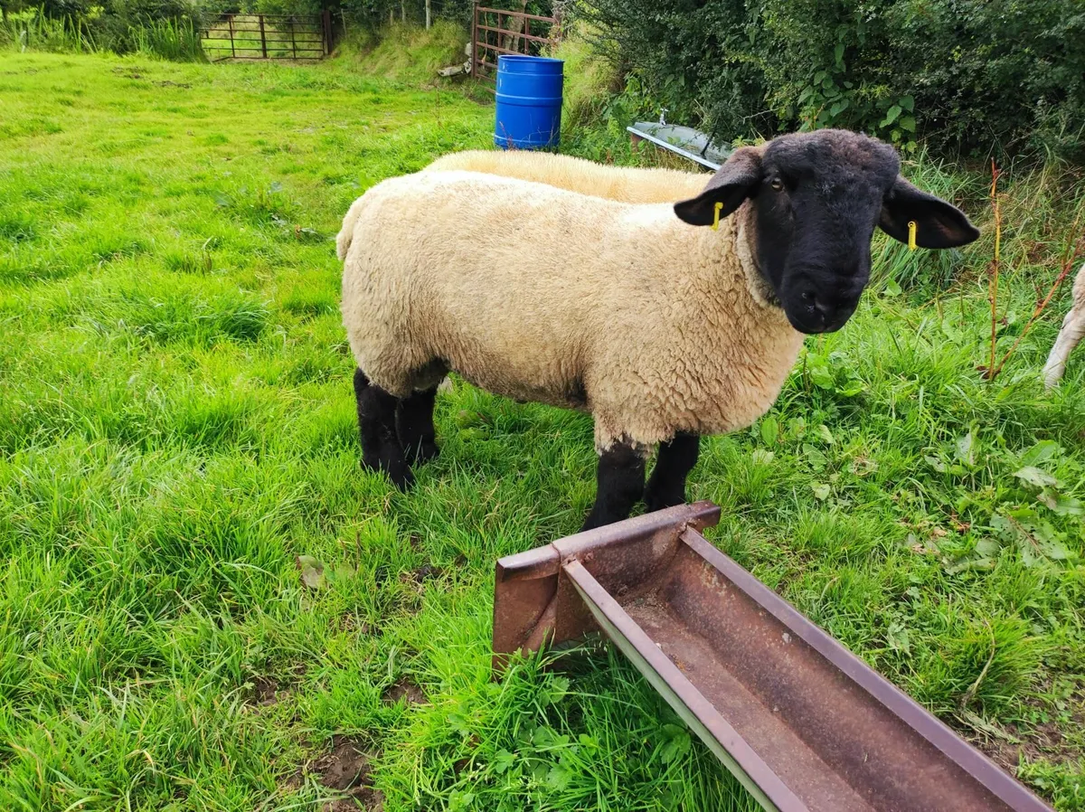Purebred Suffolk hogget ram and ram lamb - Image 4