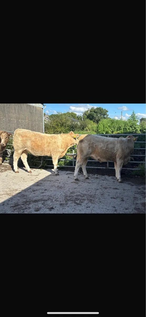 7 heifers - Image 1