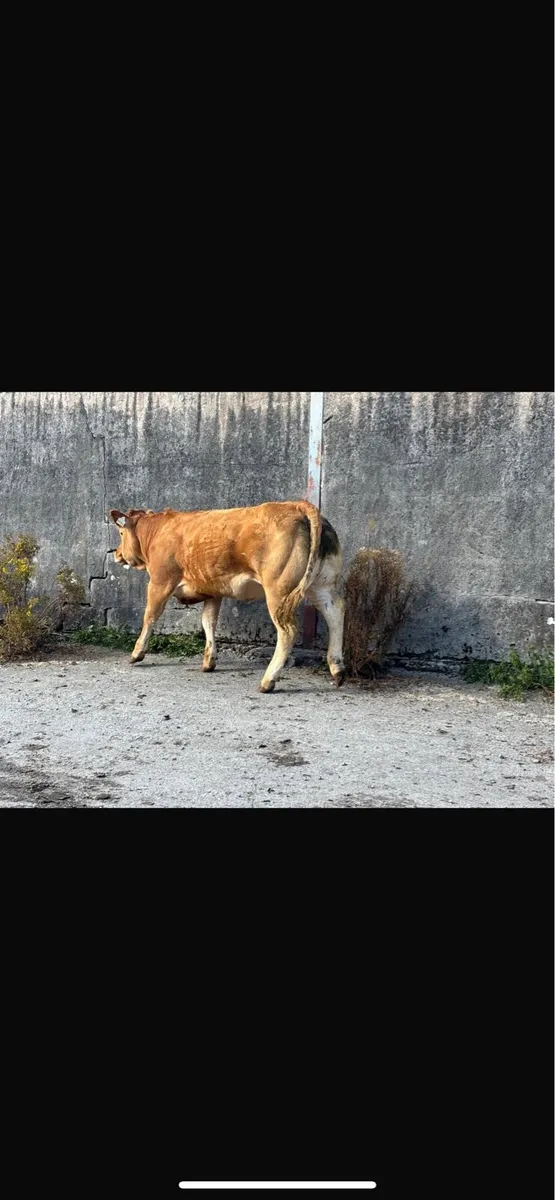7 heifers - Image 2