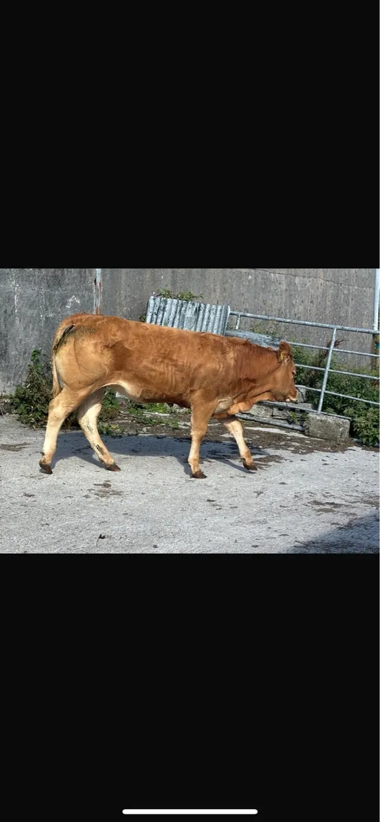 7 heifers - Image 3