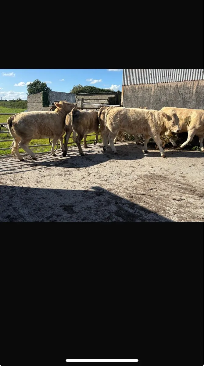 7 heifers - Image 4