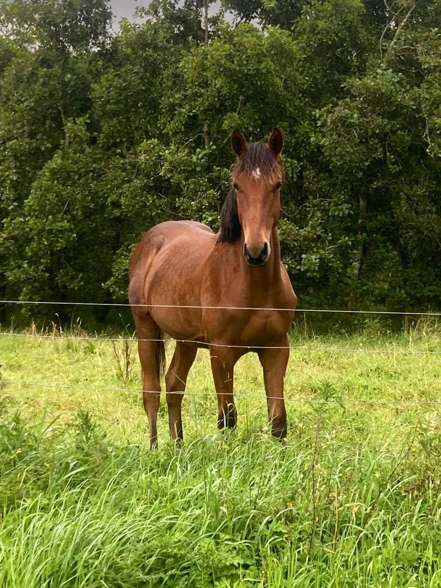 TBxISH Yearling - Image 1