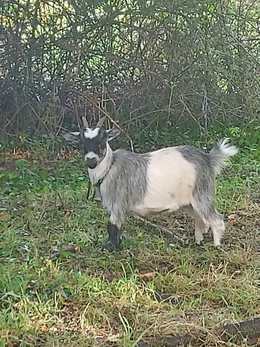 Pygmy goat - Image 1