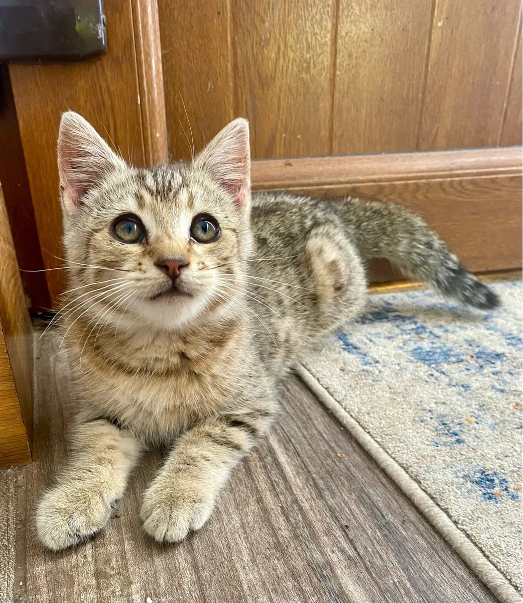 Beautiful Male Kitten - Image 1