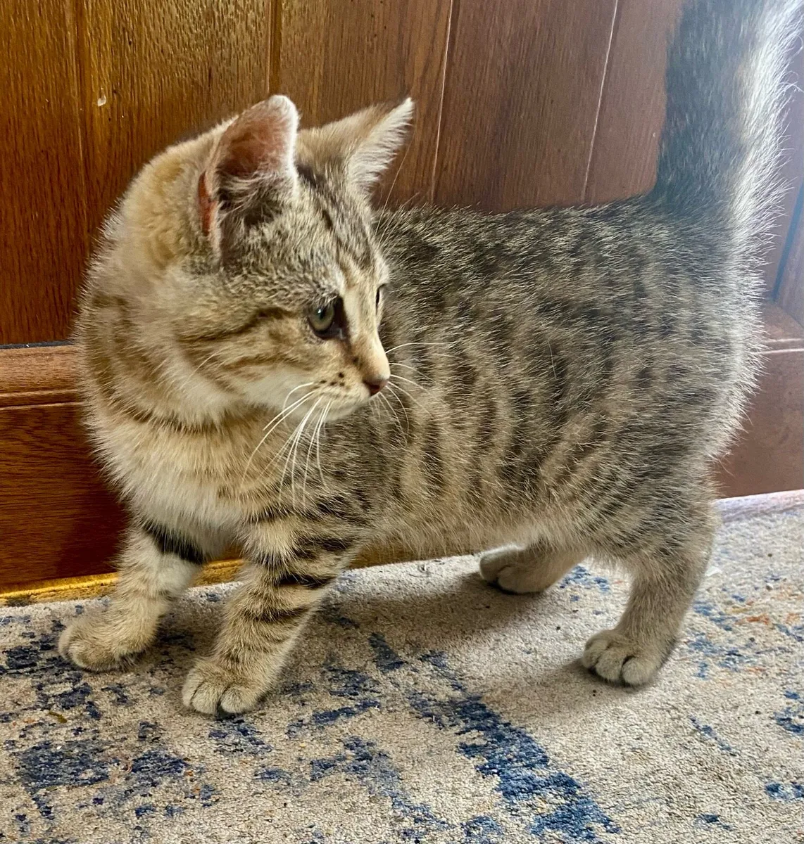Beautiful Male Kitten - Image 2