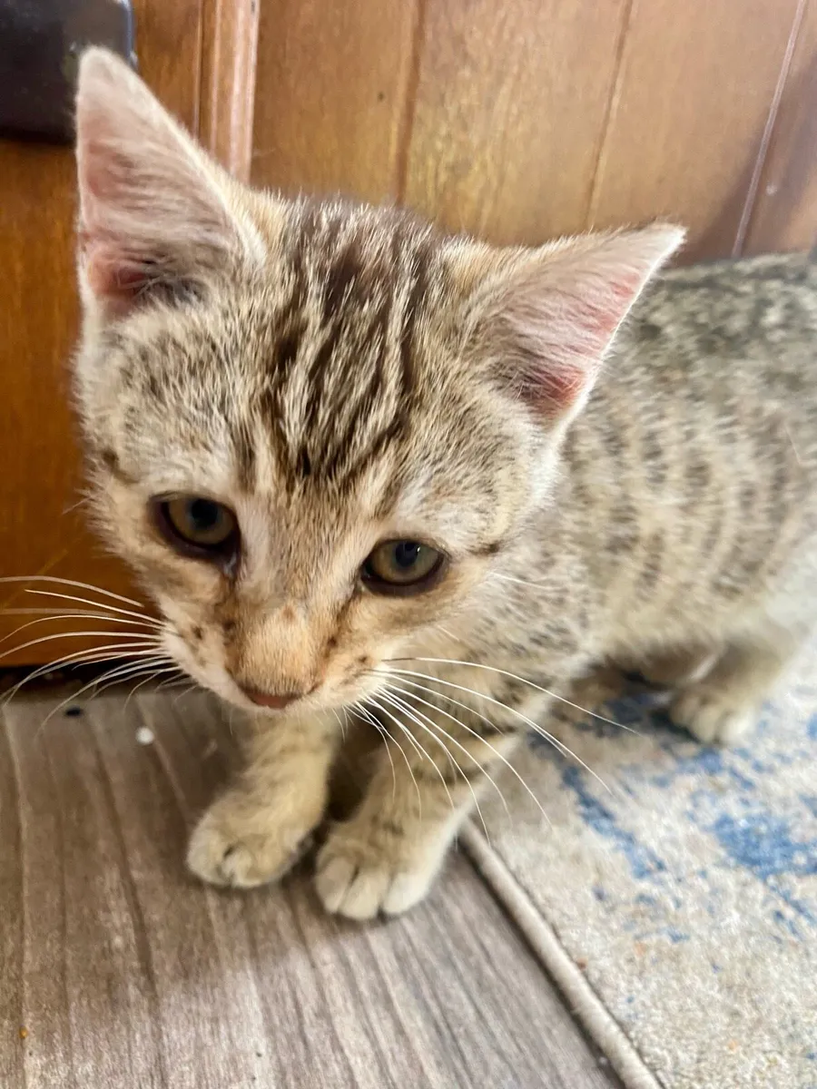 Beautiful Male Kitten - Image 3