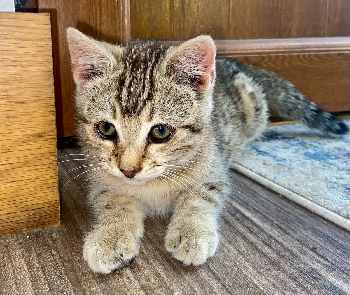 Beautiful Male Kitten - Image 4