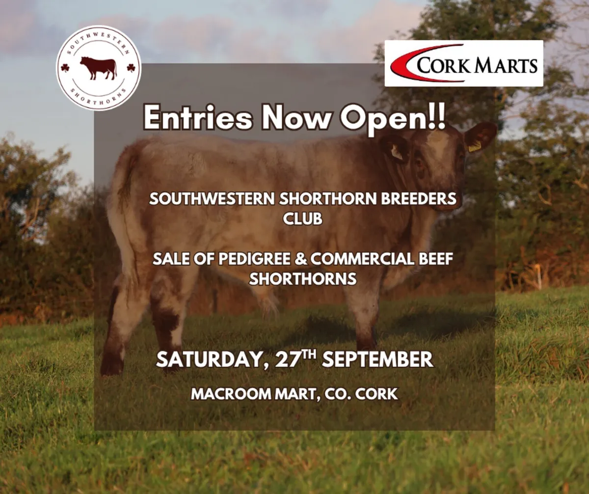 Beef Shorthorn Sale - Image 3