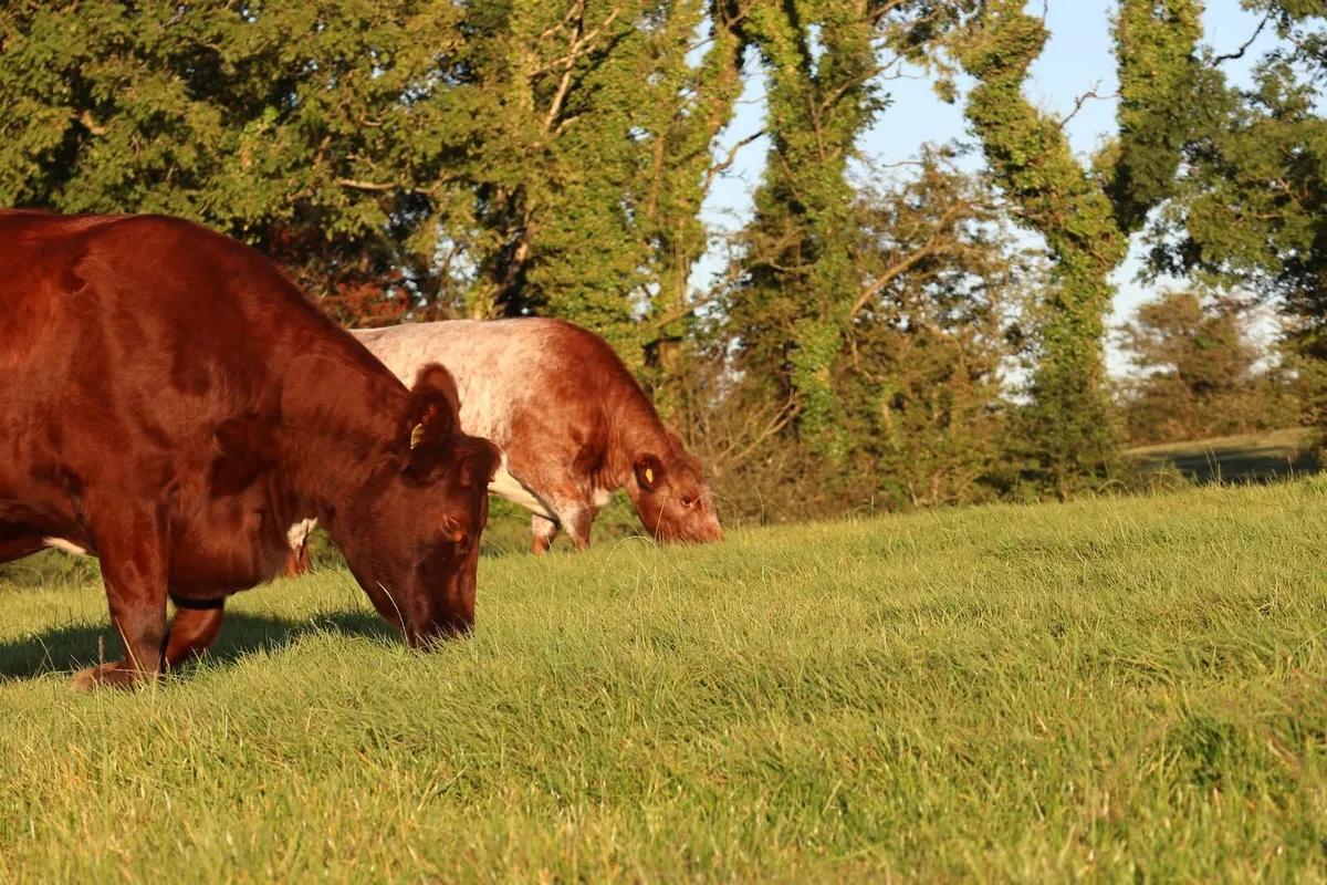 Beef Shorthorn Sale - Image 1