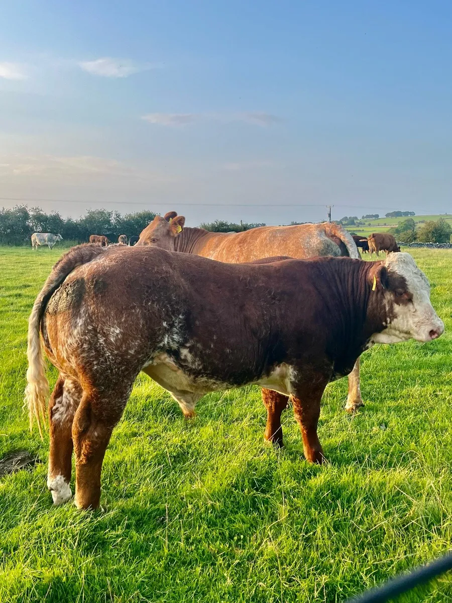 Weanling Bulls - Image 1