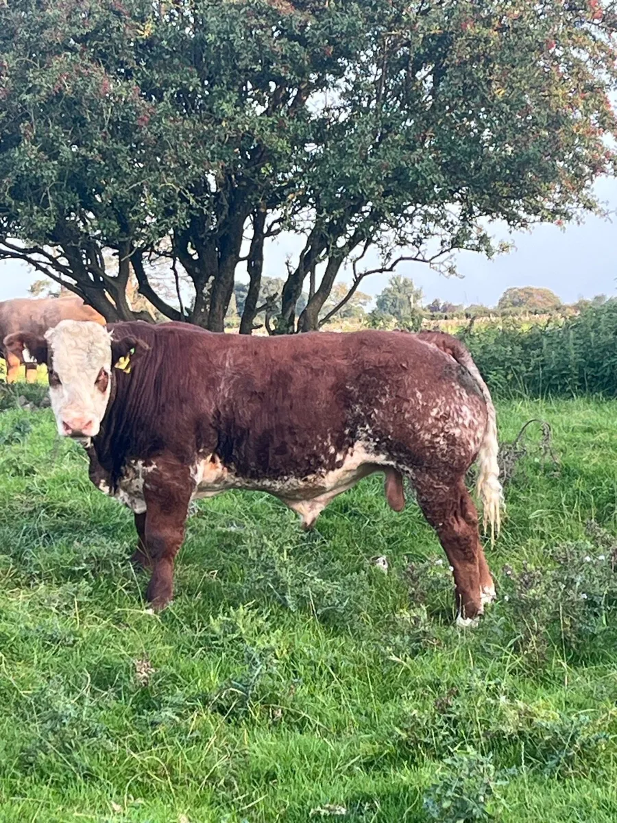 Weanling Bulls - Image 2