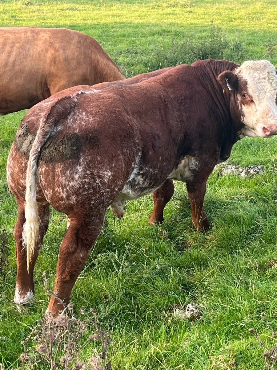 Weanling Bulls - Image 3