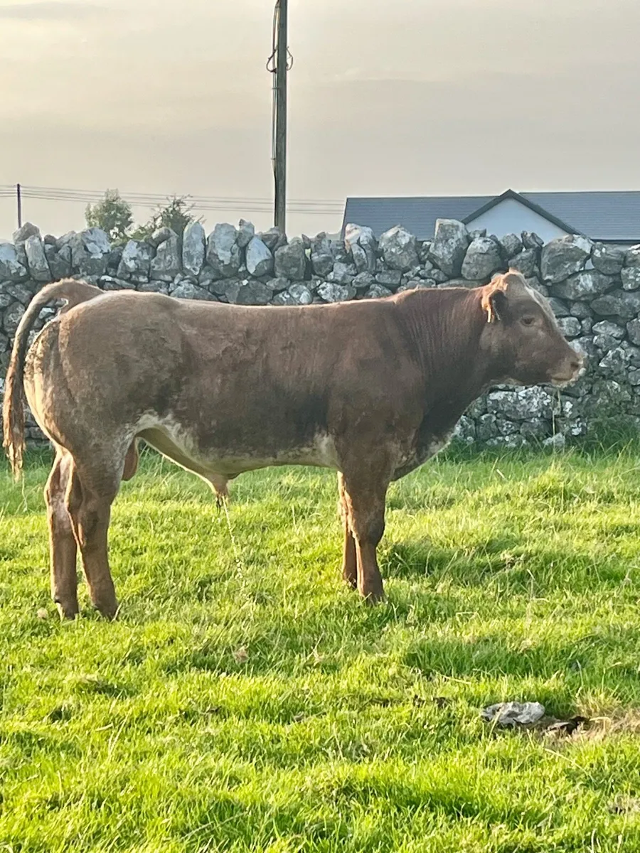 Weanling Bulls - Image 4