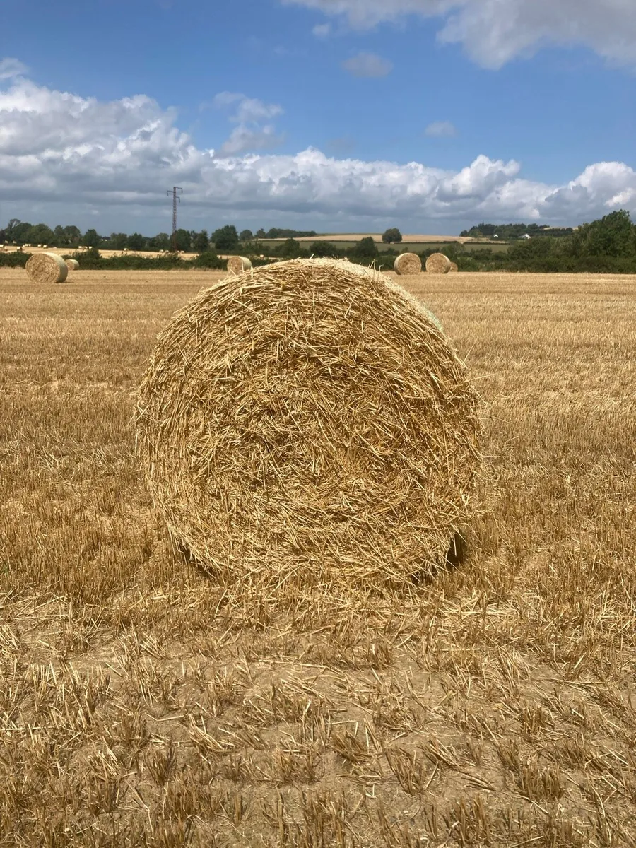 Barley Straw - Image 1