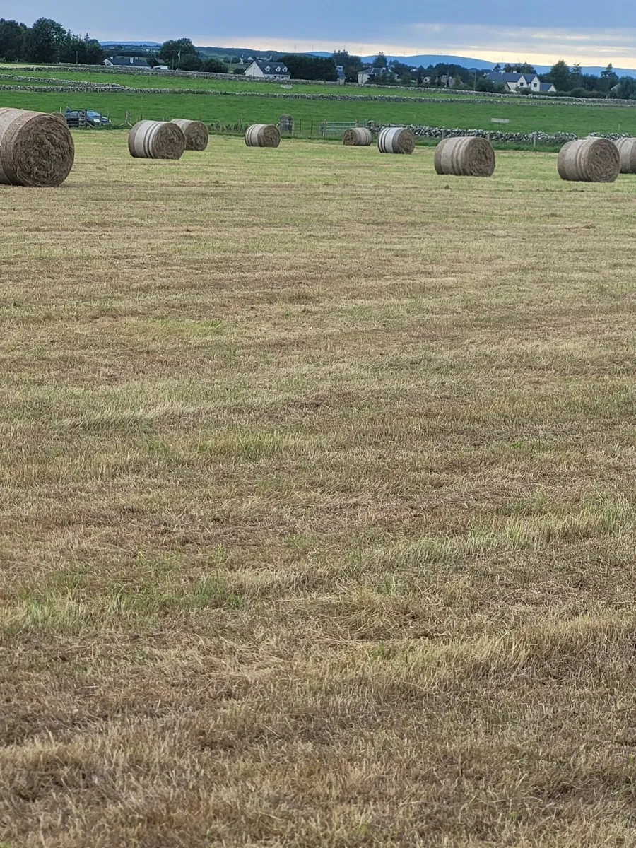 HAY - Image 2