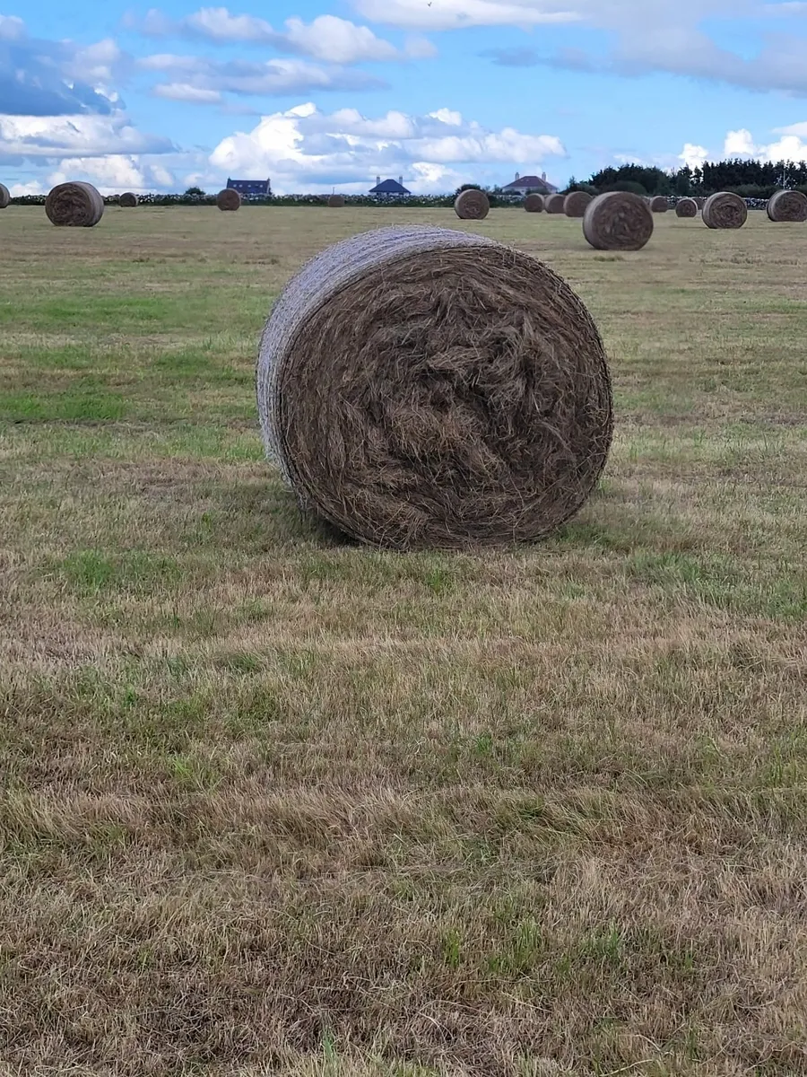 HAY - Image 3