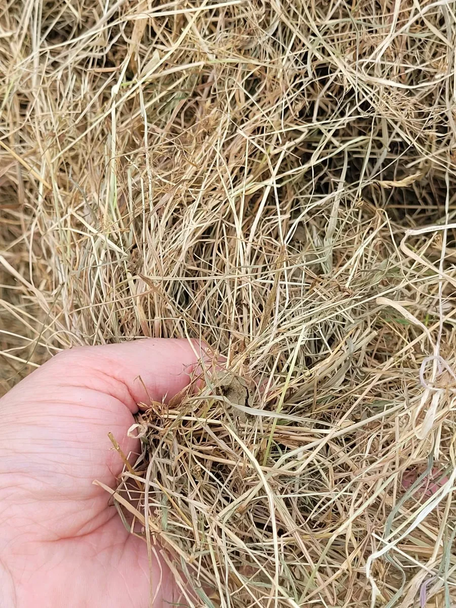 HAY - Image 4