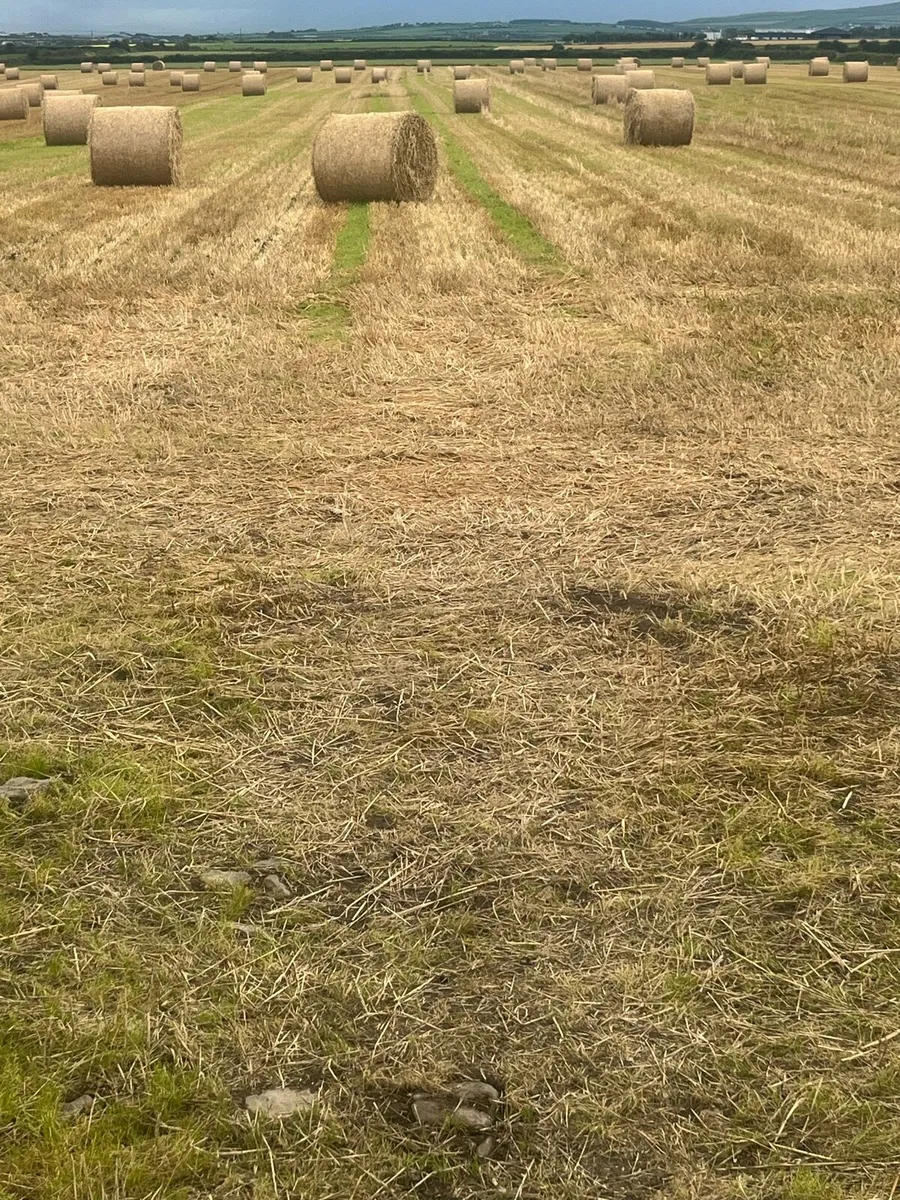 Barley straw - Image 1