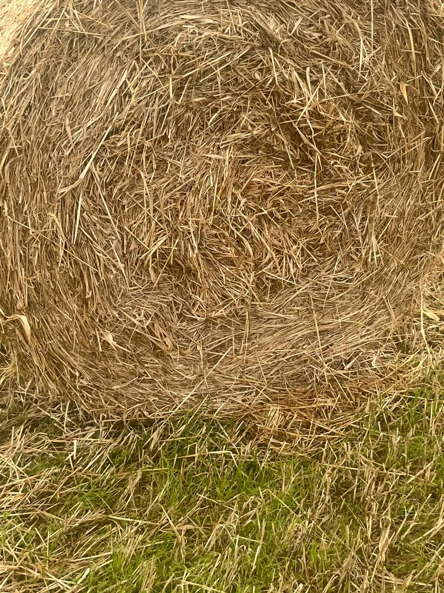 Barley straw - Image 2