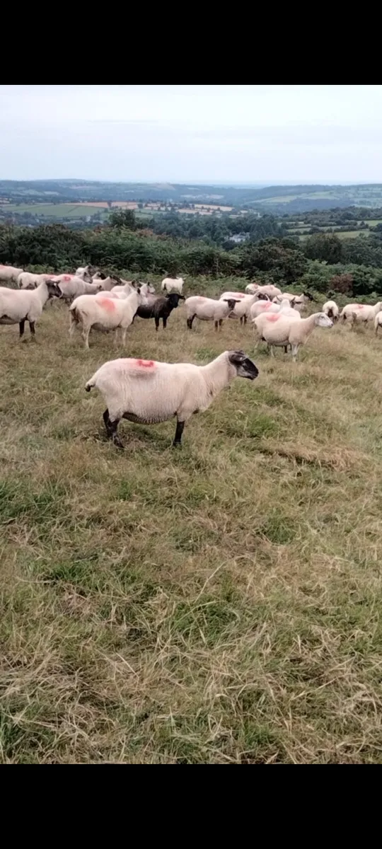 15 MISSING/STOLEN Ewes Inistioge Kilkenny - Image 1