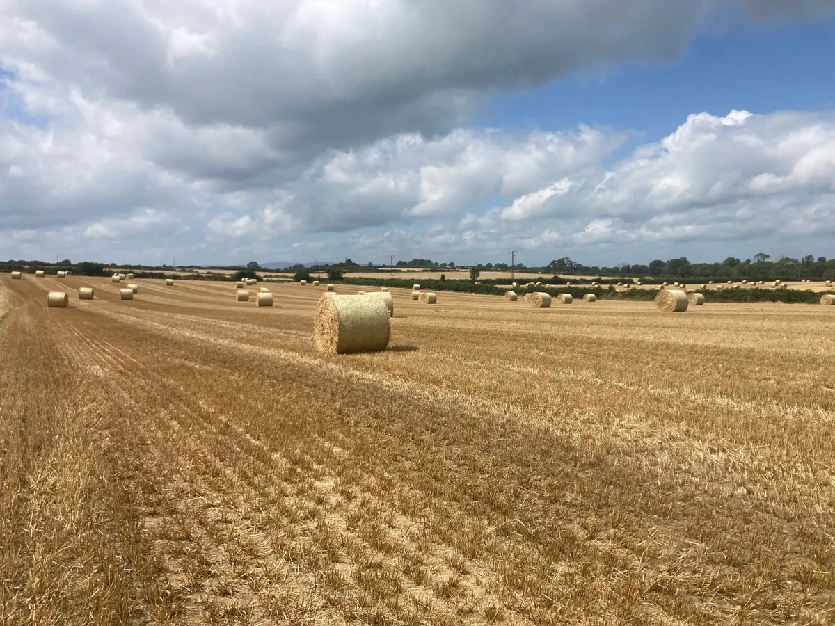 Barley Straw - Image 2