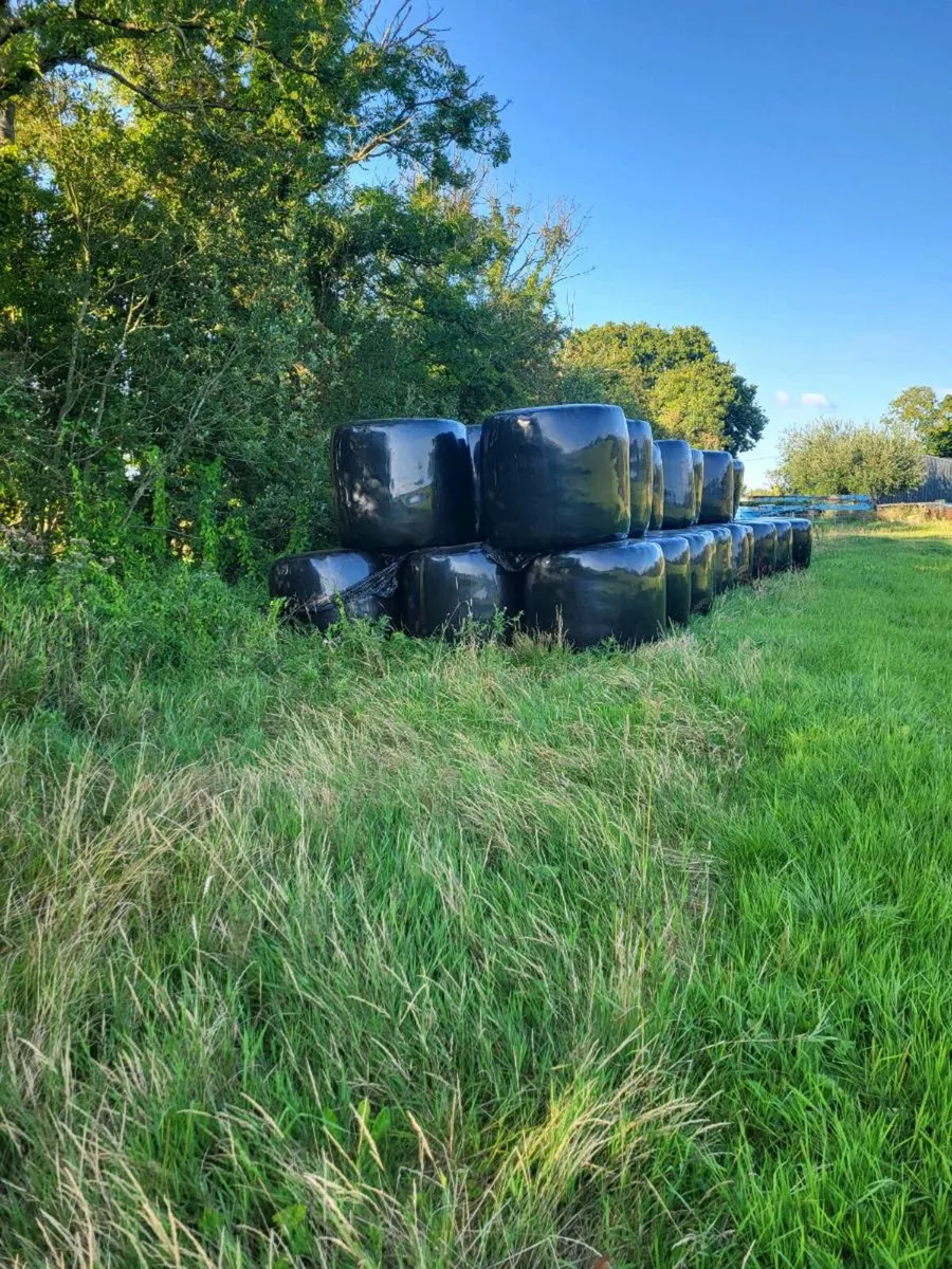 50 Haylage bales - Image 2
