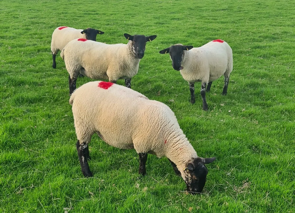 SHEEP - Image 1