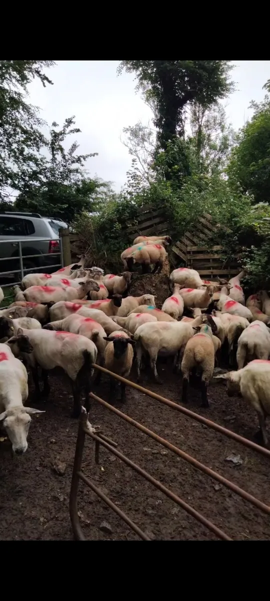 15 MISSING/STOLEN Ewes Inistioge Kilkenny - Image 2