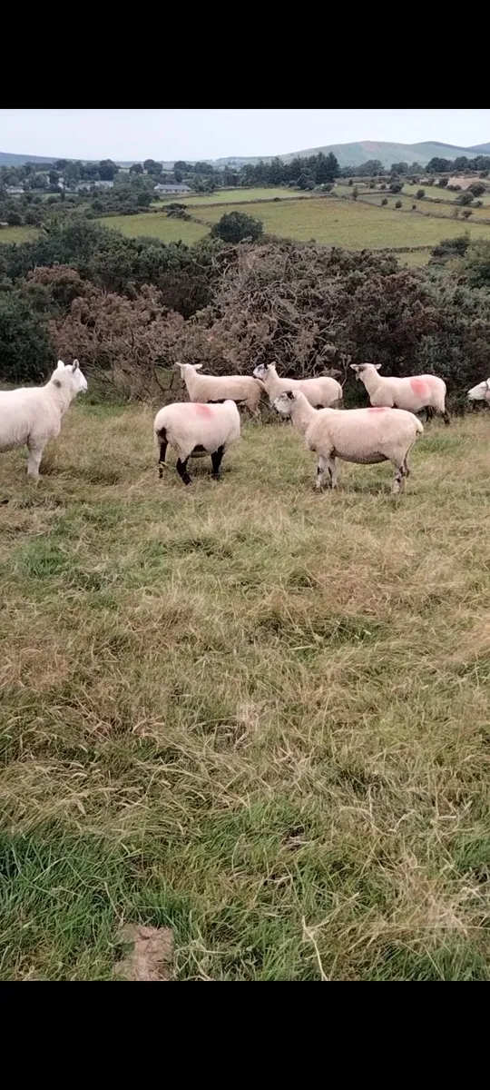 15 MISSING/STOLEN Ewes Inistioge Kilkenny - Image 4