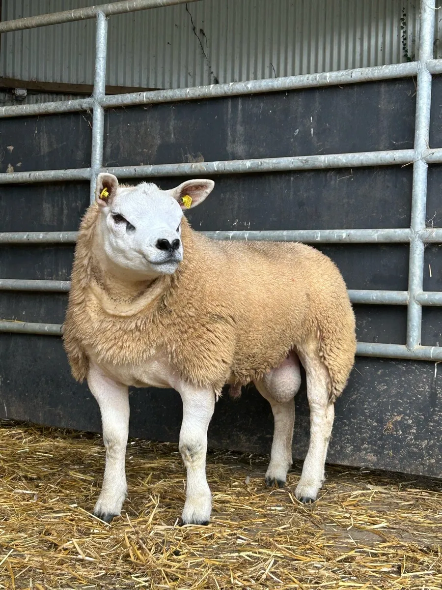 Super pedigree texel ram lambs - Image 1