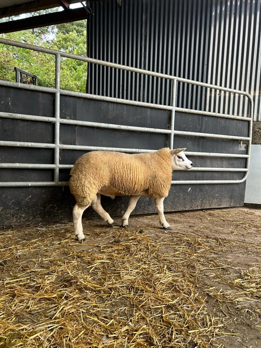 Super pedigree texel ram lambs - Image 2
