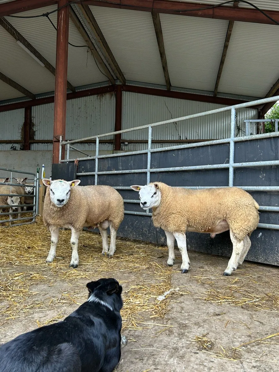 Super pedigree texel ram lambs - Image 3