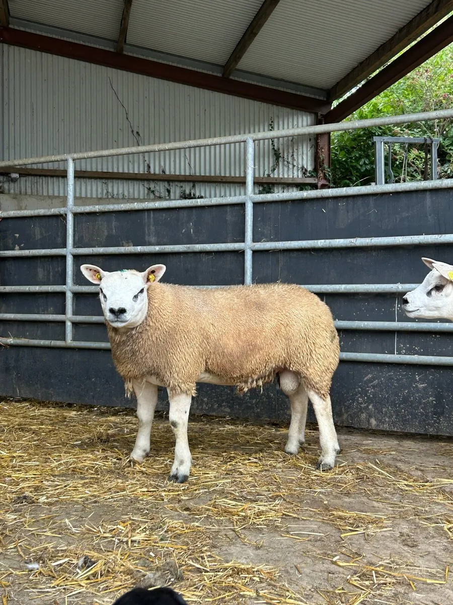 Super pedigree texel ram lambs - Image 4