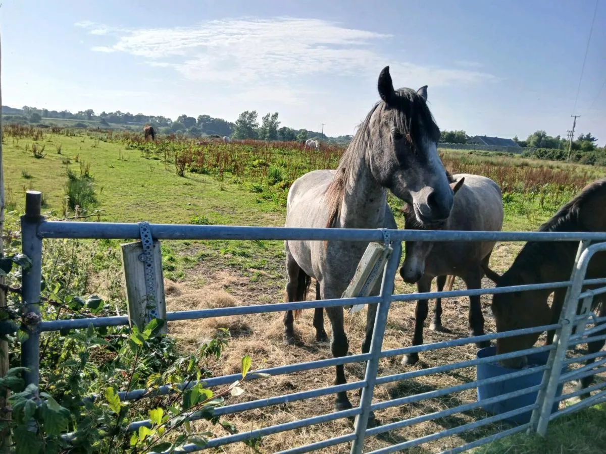 Ponys - Image 1