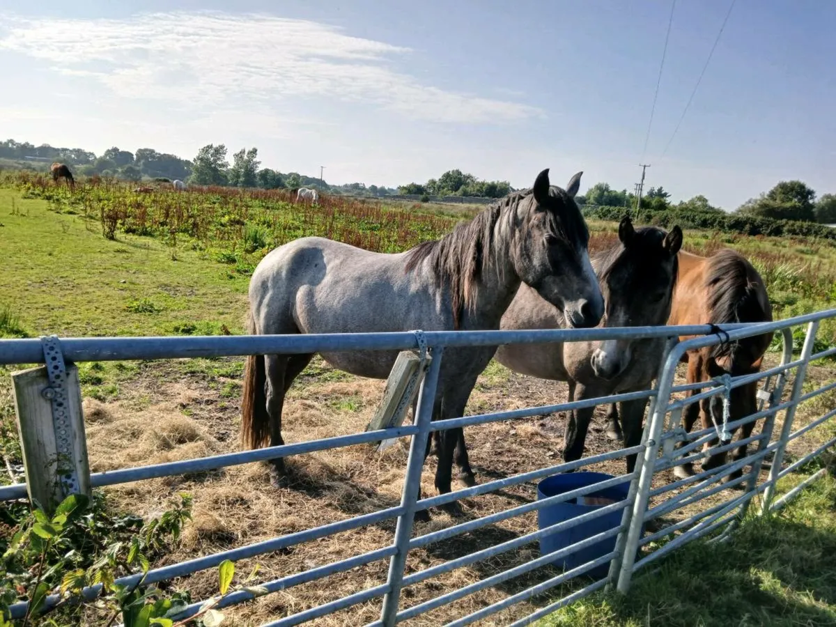 Ponys - Image 2