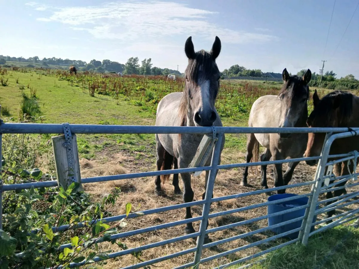 Ponys - Image 3
