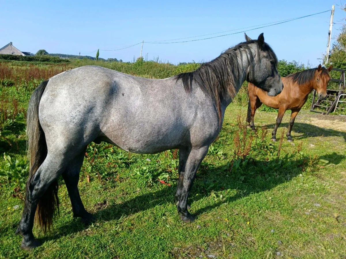 Ponys - Image 4