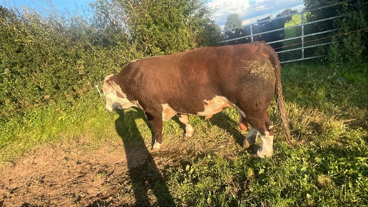 Fat bull - Image 1