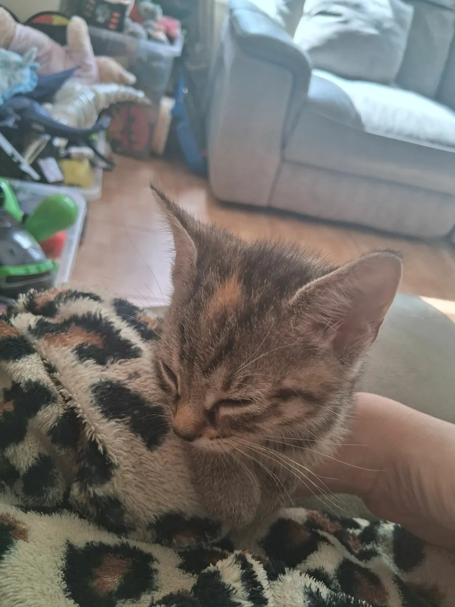 Kittens - Image 1