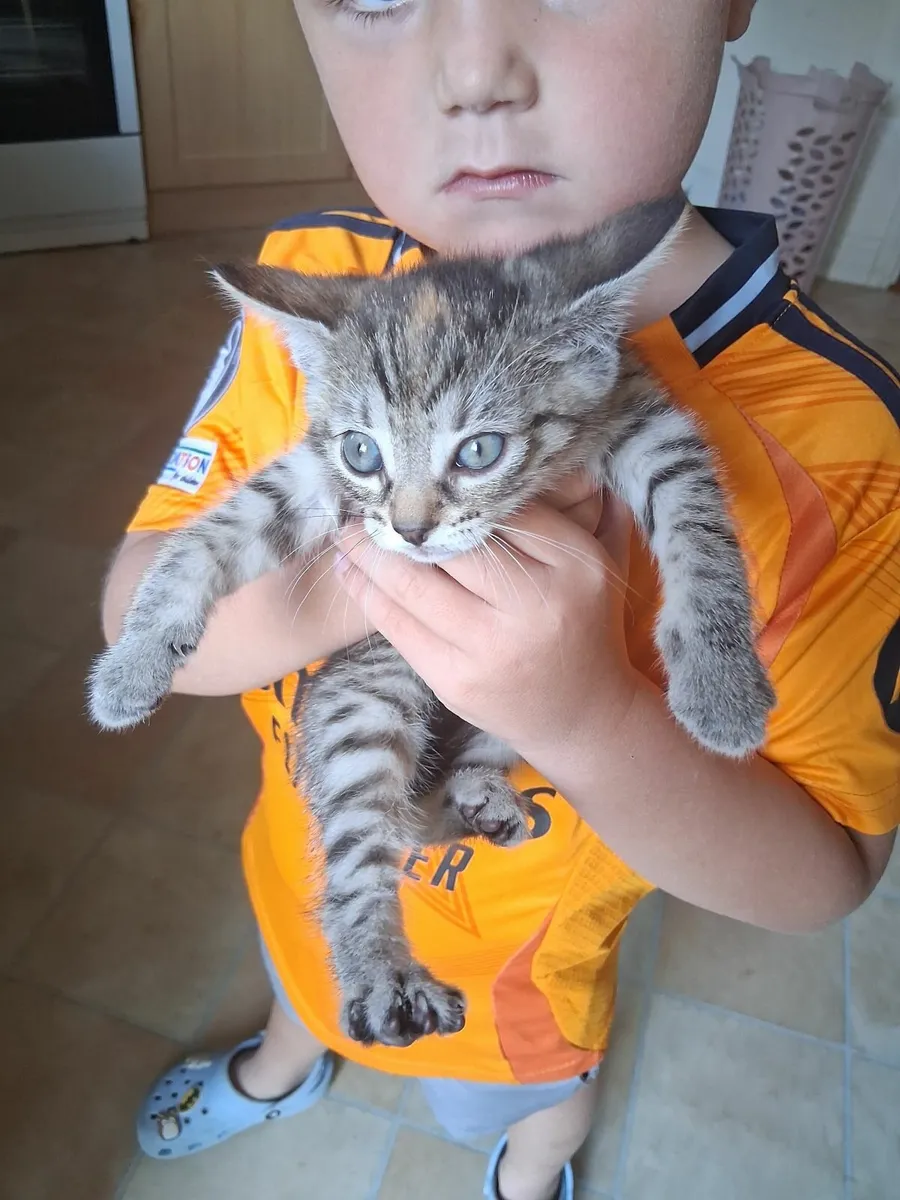 Kittens - Image 2