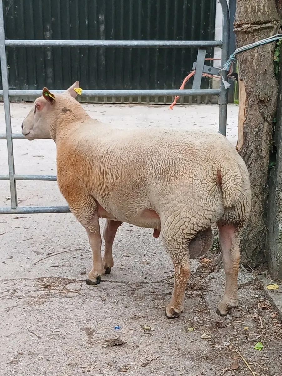 Sheep - Image 1