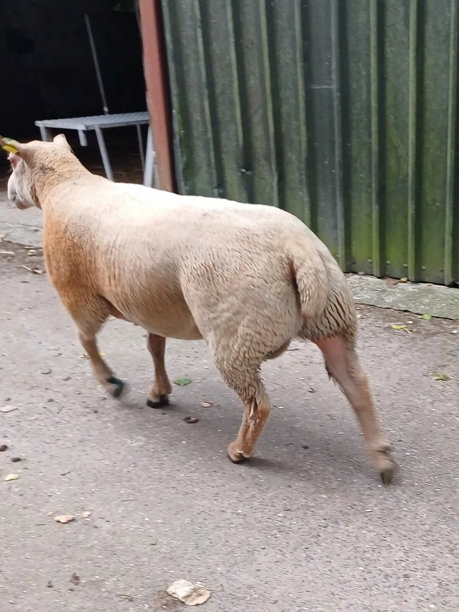 Sheep - Image 2