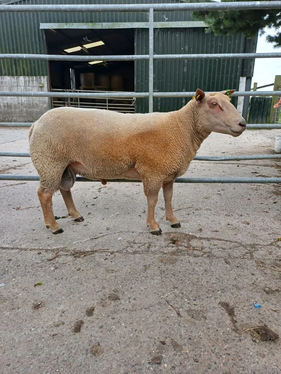 Sheep - Image 4