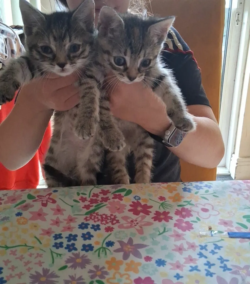 Kittens - Image 3