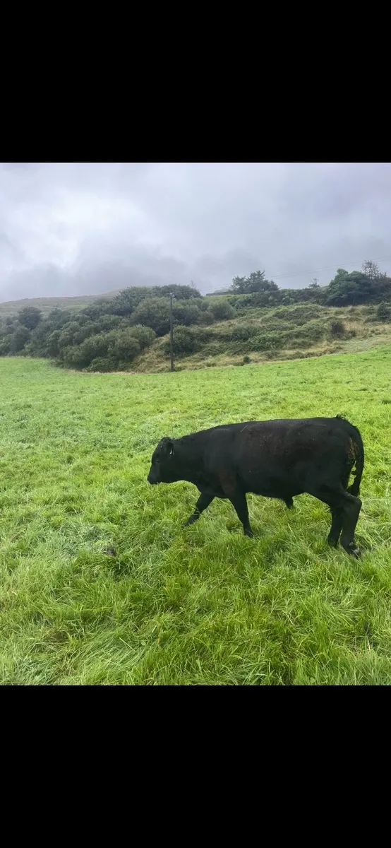 Dexter bull - Image 1
